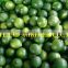 FRESH-GREEN LEMON-LIME FOR SALE FROM VIETNAM IN NEW SEASON 2016 WITH COMPETITIVE PRICE