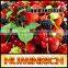 Huminrich SH9002H-2 Leonardite Amino Acid Best Price Bulk Liquid Fertilizers                        
                                                Quality Choice