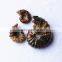 Natural gemstone lots snowflake Ammonite fossil wholesale