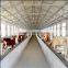 chicken farm steel sturcture building