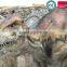 MY Dino-C082 Mechanical walking dinosaur costume adult for sale