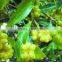 Vietnam Star Aniseed/Star Anise GRADE 1(Viber/Whatsaap: +84965152844)