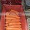 2017 Xiamen fresh carrot for sale