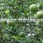Citrus Aurantium Extract Pure Neohesperidin