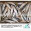 Frozen Whole Scad Mackerel fish/yellow stripe scad for you