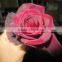 High grade fresh cut flower wholesale black magic 002 rose
