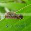 Pheromone lures of Prodenia litura with trap set