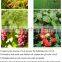 Perfect Organic Fertilizer Mineral Source Fulvic Acid