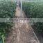 Food grade NFT gully for Vertical farm