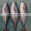 Frozen new fish Bonito tuna whole