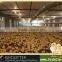 ISO9001 qualified automatic broiler poultry shed design