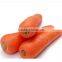 Fresh Indian Carrots