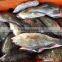 FROZEN REEFCOD/GROUPER WHOLE I.F./IWP