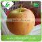 Fresh apple best price Chinese fruit gala apple
