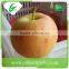 Shandong sweet red fresh gala apple