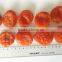 new dried apricots