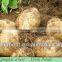 Shandong Fresh Potatoes