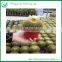 Wholesale All Types Of Cactus Plants