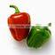 Non-edible Vegatable Seed For Planting Hybrid Bell Pepper Seed