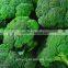 Top Quality Green cauliflower seed hybrid Broccoli Seeds