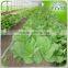 Cabbage planting with Spray Irrigation system