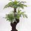 SJ300916 High initation fake bonsai tree/cycas foliage plant tree