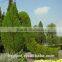 Small Sculpture Aritificial Green Sculpture Plastic Fake Plant Artificial Sculpture Artificial Plastic Statue