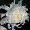 promotional jasmine flower price kenya flowers exporters single white chrysanthemum to friends