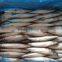 Fresh Frozen Mackerel Fish, Seafrozen Mackererl for Sale 2015