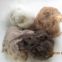 Merino Wool/greasy Wool Cashmere And Merino Wool  Natural White Sheep Wool