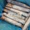 Good quality frozen whole todarodes squid for export