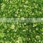 Sinocharm Top Green Onion Cut 5mm IQF Green Onion Frozen Foods For Dumpling Stuffing With BRC Quality