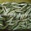 frozen sardine for tuna bait