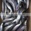 2015 frozen horse mackerel wr 100-200g seafrozen