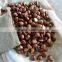 Fresh Chinese Chestnut