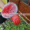 Red Fox fur glove Leather Gloves Cute Girls Warm Genuine Fur Cuffs Mittens