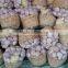 Garlic ( White - Red ) high quality