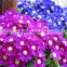 High Quality Cineraria Flower Seeds For Cultivation