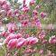 Purple Magnolia Seeds For Growing