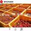 Hot!! 2015 crop best price Frozen IQF Strawberry fruit China