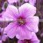 Pure & Natural Geranium Oil
