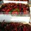 Red Paprika Pods Without Stem