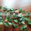 Silk Artificial Plants For Wall Decoration ,Customized Size And Design Hanging Plants