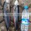 frozen good quality pacific mackerel