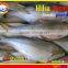 FROZEN HILSA SARDINE WHOLE ROUND