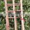 Factory Direct Sale Bamboo Cane Trellis /holding Bamboo Trellis/make Bamboo Garden Trellis