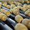 REEMOON kiwifruit intelligent sorting and grading solution, kiwi fruit sorter machine, grading equipment