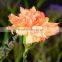 High quality Carnival cheap flower single stem carnation