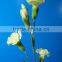 2016 Most popular long stem fresh spray carnations cuttings