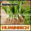 Huminrich Shenyang SH9011-7 Sprinkler Fertilizer 55% Content Super Potassium F Humnat